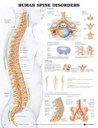 Anatomical Chart Company Anatomical Chart, 1 Each